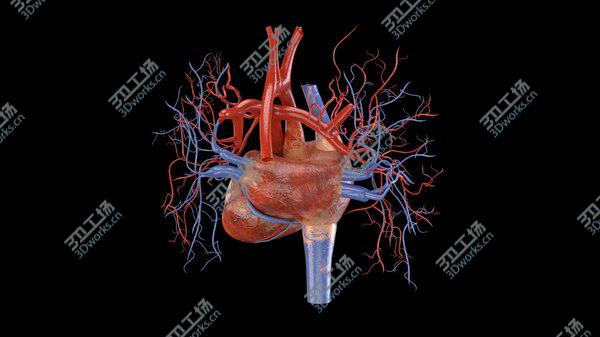 images/goods_img/20210312/3D Heart model/2.jpg